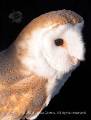 European Barn Owl - Tyto alba alba